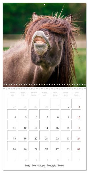 Produktbild: Charming Icelandic Horses (Wall Calendar 2026 12 &times; 12 Inch) CALVENDO 12 Month Wall Calendar