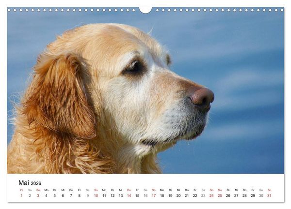 Produktbild: Golden Retriever Power (Wandkalender 2026 DIN A3 quer), CALVENDO Monatskalender