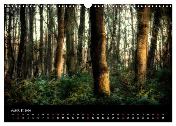 Produktbild: Mystische W&auml;lder (Wandkalender 2026 DIN A3 quer), CALVENDO Monatskalender