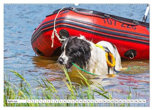 Produktbild: Landseer - Ein starker Freund auf 4 Pfoten (Wandkalender 2026 DIN A2 quer), CALVENDO Monatskalender