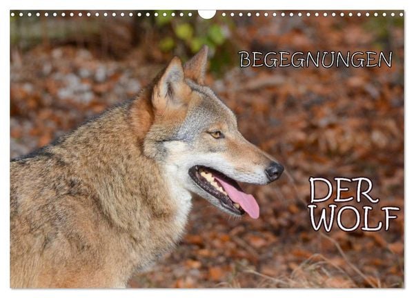 Produktbild: Begegnungen DER WOLF (Wandkalender 2026 DIN A3 quer), CALVENDO Monatskalender
