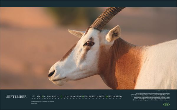 Produktbild: GEO Einzigartige Tierarten 2027