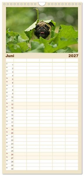 Produktbild: Familienplaner 2027 - Lustige M&ouml;pse aus der Hundeknipserei mit 5 Spalten (Wandkalender, 21 x 45 cm) CALVENDO