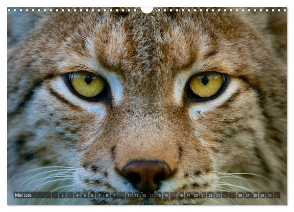 Produktbild: Der Luchs - Dem Pinselohr auf der Spur (Wandkalender 2026 DIN A3 quer), CALVENDO Monatskalender