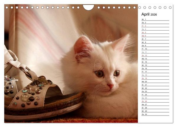 Produktbild: Aus der Kinderstube der Perserkatze (Wandkalender 2026 DIN A4 quer), CALVENDO Monatskalender