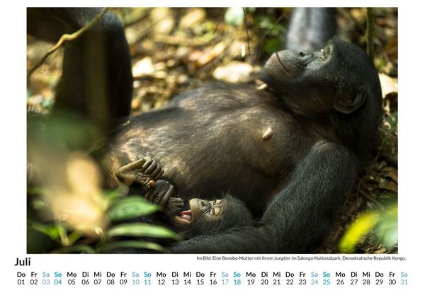 Produktbild: Bonobos