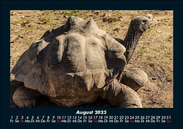 Produktbild: Schildkr&ouml;tenzauber 2025 Fotokalender DIN A5