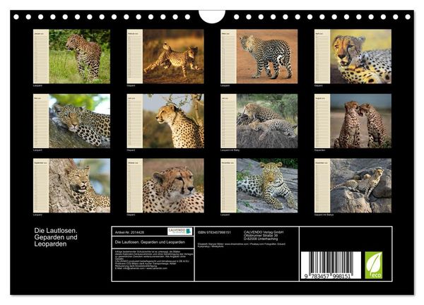 Produktbild: Die Lautlosen. Geparden und Leoparden (Wandkalender 2026 DIN A4 quer), CALVENDO Monatskalender