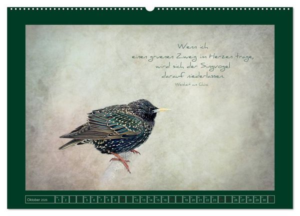 Produktbild: Stare und Weisheiten (hochwertiger Premium Wandkalender 2026 DIN A2 quer), Kunstdruck in Hochglanz