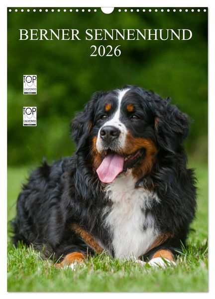 Produktbild: Berner Sennenhund 2026 (Wandkalender 2026 DIN A3 hoch), CALVENDO Monatskalender