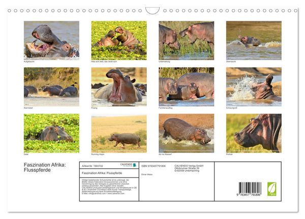 Produktbild: Faszination Afrika: Flusspferde (Wandkalender 2026 DIN A3 quer), CALVENDO Monatskalender
