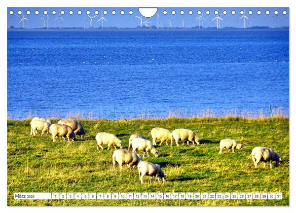 Produktbild: Am Elbdeich - Von Schiffen und Schafen (Wandkalender 2026 DIN A4 quer), CALVENDO Monatskalender