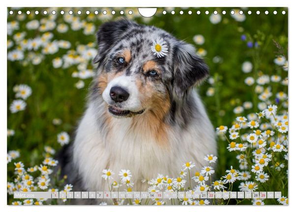 Produktbild: Australian Shepherd 2026 (Wandkalender 2026 DIN A4 quer), CALVENDO Monatskalender