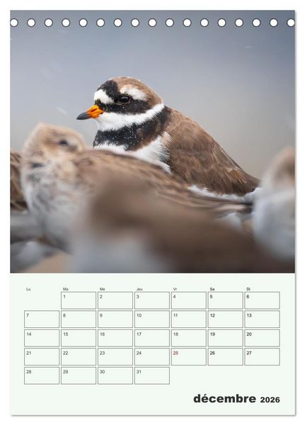 Produktbild: Voyage ornithologique (Calendrier de bureau 2026 DIN A5 horizontal), CALVENDO calendrier mensuel