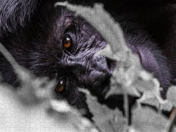 Produktbild: CALVENDO Puzzle Die Augen eines Gorillas | 1000 Teile Lege-Gr&ouml;&szlig;e 64x48cm Foto-Puzzle f&uuml;r gl&uuml;ckliche Stunden