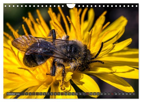 Produktbild: Sehe die Bienen (Wandkalender 2026 DIN A4 quer), CALVENDO Monatskalender