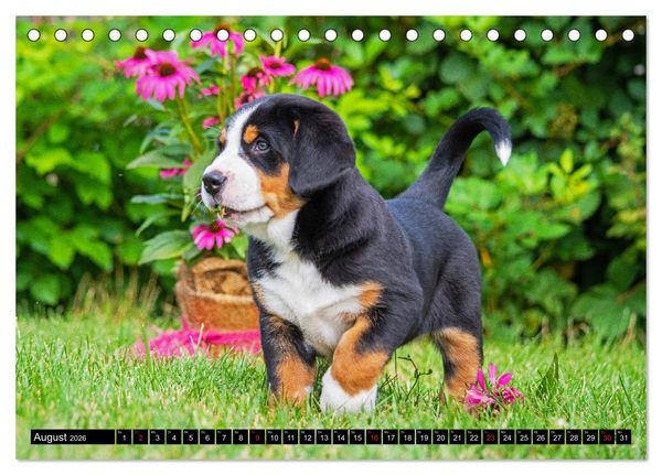 Produktbild: Ein Hund zum Verlieben - Gro&szlig;er Schweizer Sennenhund (Tischkalender 2026 DIN A5 quer), CALVENDO Monatskalender