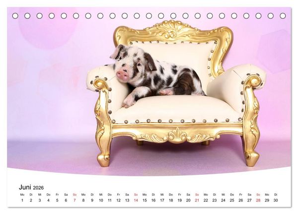 Produktbild: Niedliche Ferkel lovely piglets 2026 (Tischkalender 2026 DIN A5 quer), CALVENDO Monatskalender