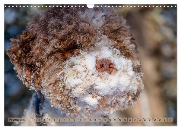 Produktbild: Lagotto Romagnolo in den Alpen 2026 (Wandkalender 2026 DIN A3 quer), CALVENDO Monatskalender