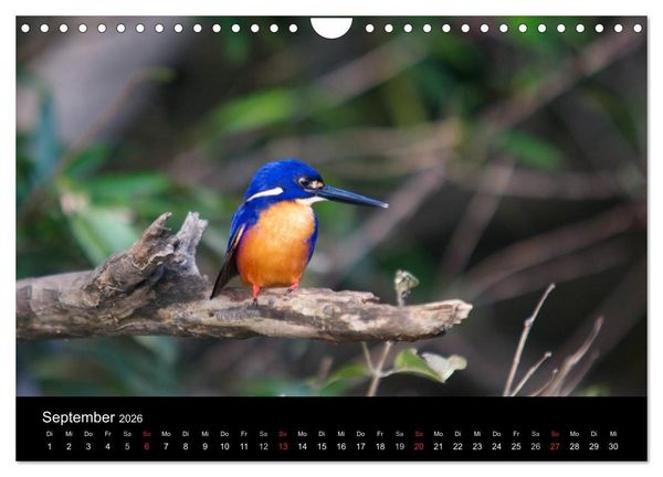 Produktbild: Wildes Australien - Naturparadies 5. Kontinent (Wandkalender 2026 DIN A4 quer), CALVENDO Monatskalender