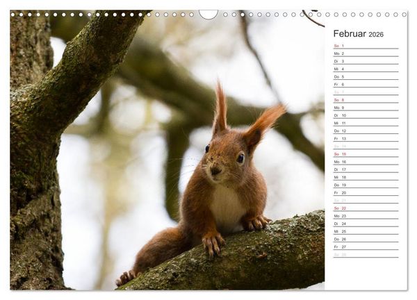 Produktbild: Eichh&ouml;rnchen (Wandkalender 2026 DIN A3 quer), CALVENDO Monatskalender