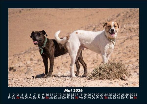 Produktbild: Hunde 2026 Fotokalender DIN A5