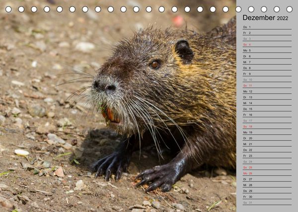 Produktbild: Nutrias (Myocastor coypus) (Tischkalender 2022 DIN A5 quer)