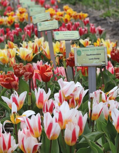 Produktbild: Floramour: Tulips
