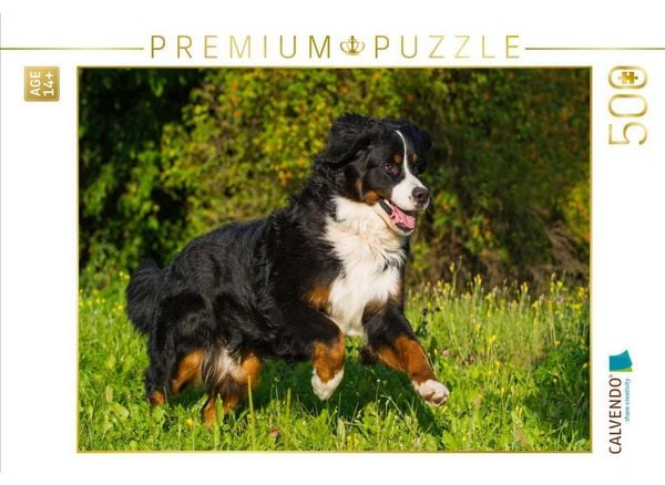 CALVENDO Puzzle Berner Sennenhund auf der Wiese | 500 Teile Lege-Größe 48 × 36 cm Foto-Puzzle für Erwachsene