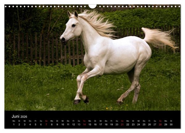 Produktbild: Pferde - m&auml;chtig, stolz & sch&ouml;n (Wandkalender 2026 DIN A3 quer), CALVENDO Monatskalender