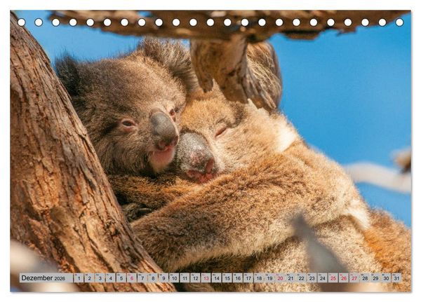 Produktbild: Australische Koalas (Tischkalender 2026 DIN A5 quer), CALVENDO Monatskalender
