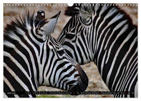 Produktbild: Afrika - Welt der Tiere (Wandkalender 2026 DIN A3 quer), CALVENDO Monatskalender