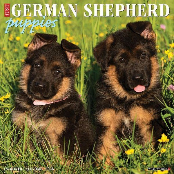 Produktbild: German Shepherd Puppies 2026 12 X 12 Wall Calendar