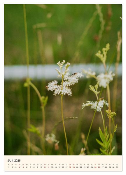 Produktbild: Wild und W&uuml;rzig - Kr&auml;utersch&auml;tze aus der Heide (Wandkalender 2026 DIN A4 hoch), CALVENDO Monatskalender