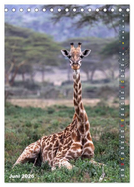 Produktbild: Giraffen - Anmut und Sanftheit (Tischkalender 2026 DIN A5 hoch), CALVENDO Monatskalender