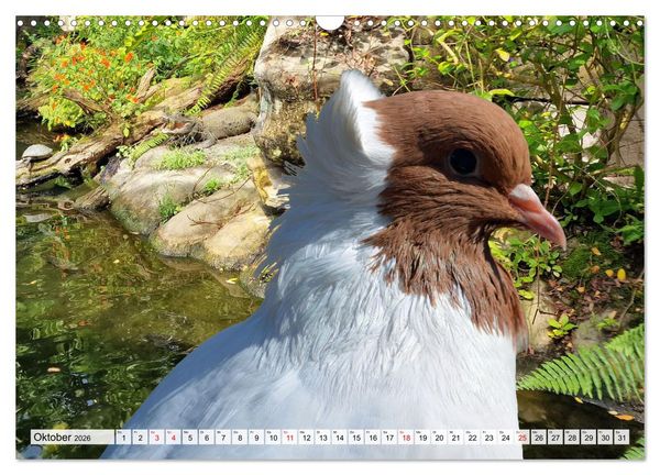 Produktbild: Wer gurrt denn da? (Wandkalender 2026 DIN A3 quer), CALVENDO Monatskalender