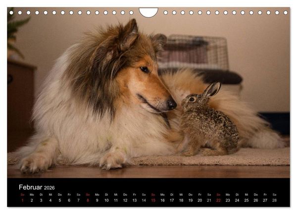 Produktbild: Ziva und ihre Freunde (Wandkalender 2026 DIN A4 quer), CALVENDO Monatskalender