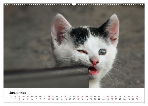 Produktbild: Katzenbabys (Wandkalender 2026 DIN A2 quer), CALVENDO Monatskalender