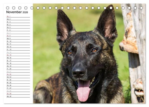 Produktbild: ausdrucksvolle Holl&auml;ndische Sch&auml;ferhunde (Tischkalender 2026 DIN A5 quer), CALVENDO Monatskalender