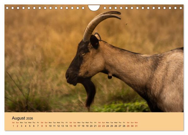 Produktbild: Our farm animals (Wall Calendar 2026 DIN A4 landscape), CALVENDO 12 Month Wall Calendar