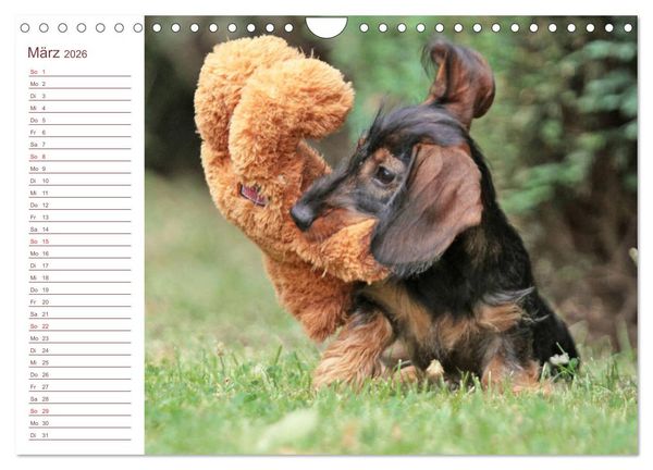 Produktbild: Familienplaner - Liebenswerte Rabauken - Rauhaardackel (Wandkalender 2026 DIN A4 quer), CALVENDO Monatskalender
