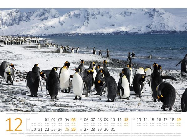 Produktbild: Pinguine Kalender 2027