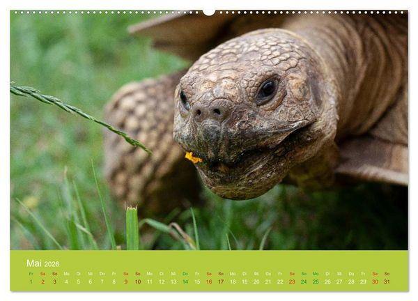 Produktbild: Meine Schildkr&ouml;ten (Wandkalender 2026 DIN A2 quer), CALVENDO Monatskalender