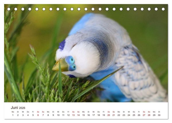 Produktbild: Wellensittiche - der NEUE Kalender (Tischkalender 2026 DIN A5 quer), CALVENDO Monatskalender