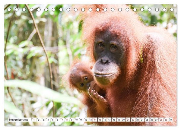 Produktbild: Die letzten freilebenden Orang Utans (Tischkalender 2026 DIN A5 quer), CALVENDO Monatskalender