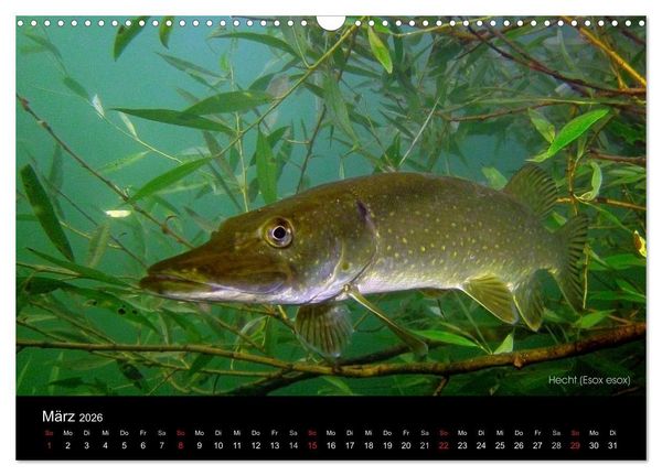 Produktbild: Tauchrevier Deutschland (Wandkalender 2026 DIN A3 quer), CALVENDO Monatskalender