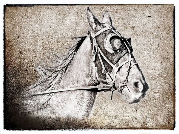 Produktbild: CALVENDO Puzzle Der Traber | 1000 Teile Lege-Gr&ouml;&szlig;e 64x48cm Foto-Puzzle f&uuml;r gl&uuml;ckliche Stunden