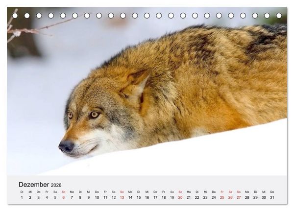 Produktbild: W&ouml;lfe. Ein Herz f&uuml;r Isegrim! (Tischkalender 2026 DIN A5 quer), CALVENDO Monatskalender