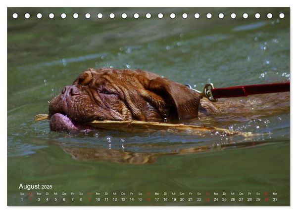 Produktbild: SPLASH - Hunde im Wasser (Tischkalender 2026 DIN A5 quer), CALVENDO Monatskalender