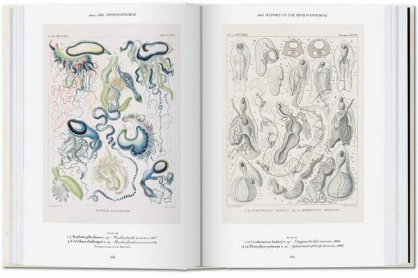 Produktbild: The Art and Science of Ernst Haeckel